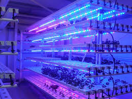 A planta fluorescente do diodo emissor de luz da estufa T5 cresce luzes para a alface, couve